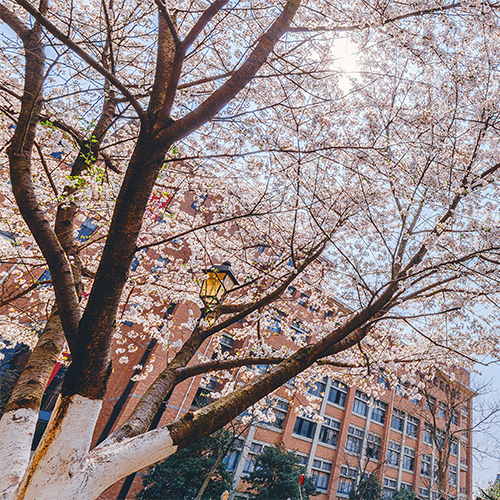 大學簡介