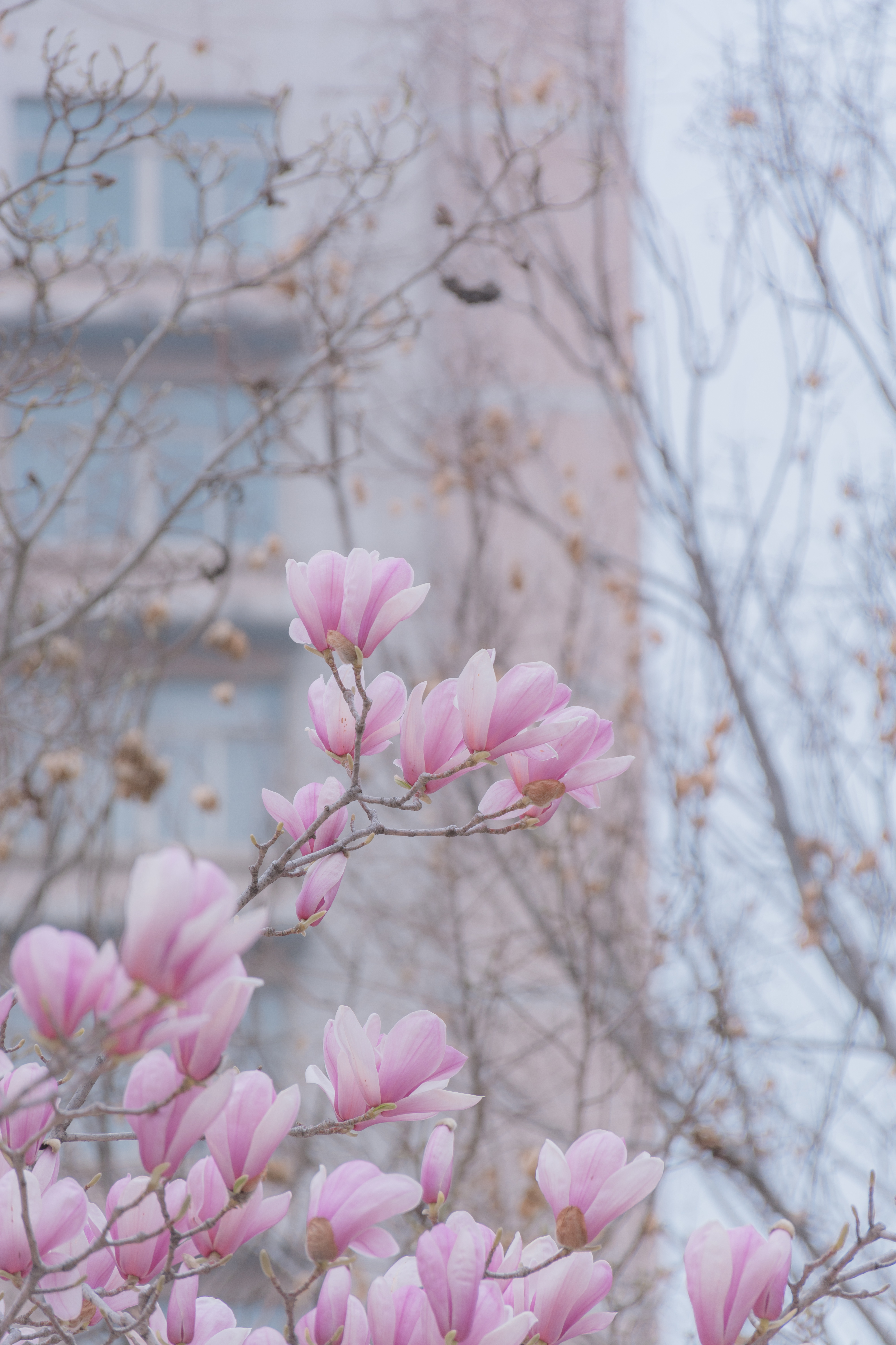 山東農(nóng)業(yè)大學-校園風景