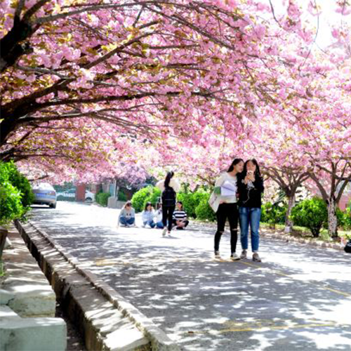 我的大學(xué)