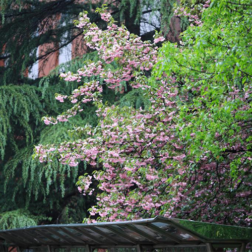 山東英才學院-大學文化