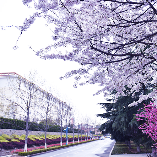 青島黃海學院-最美校園