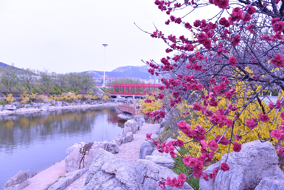 青島黃海學院 早安青春