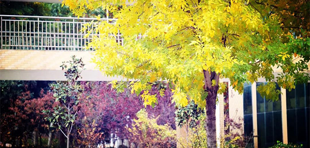 我的大學(xué)-大學(xué)志