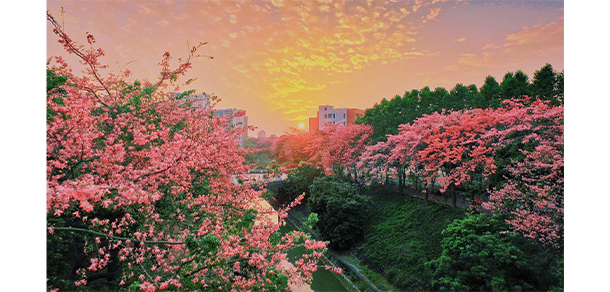 廣州軟件學(xué)院 - 最美大學(xué)