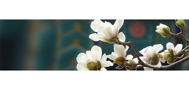 我的大學(xué)-大學(xué)志