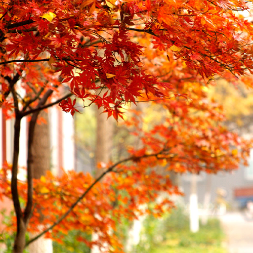 北京物資學院-大學文化