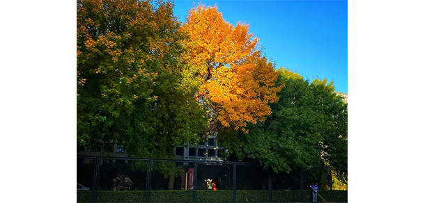 我的大學(xué)-大學(xué)志