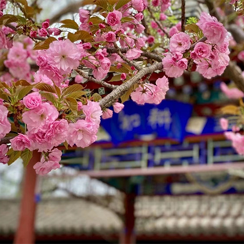 北京體育職業(yè)學(xué)院-大學(xué)文化