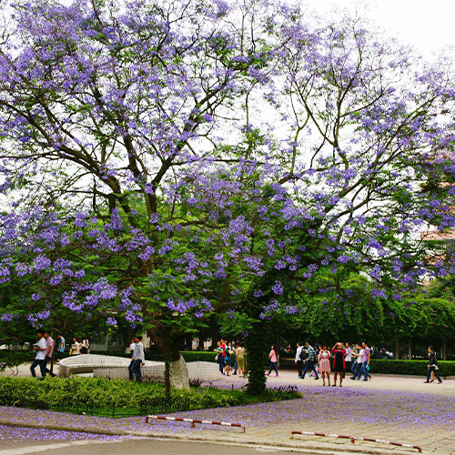川北醫(yī)學院-最美校園