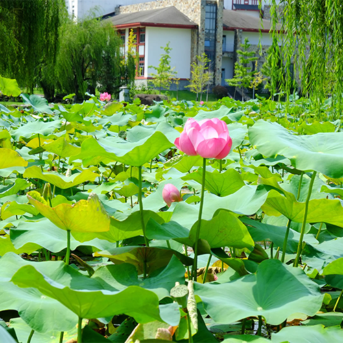 成都東軟學(xué)院-最美校園