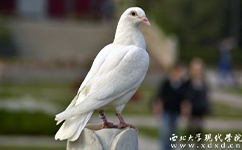 歷史沿革（概）校史