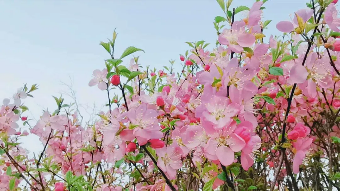 遼寧師范大學海華學院－2021年招生章程