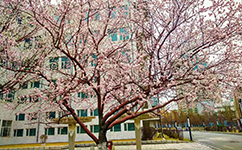 歷史沿革（概）校史